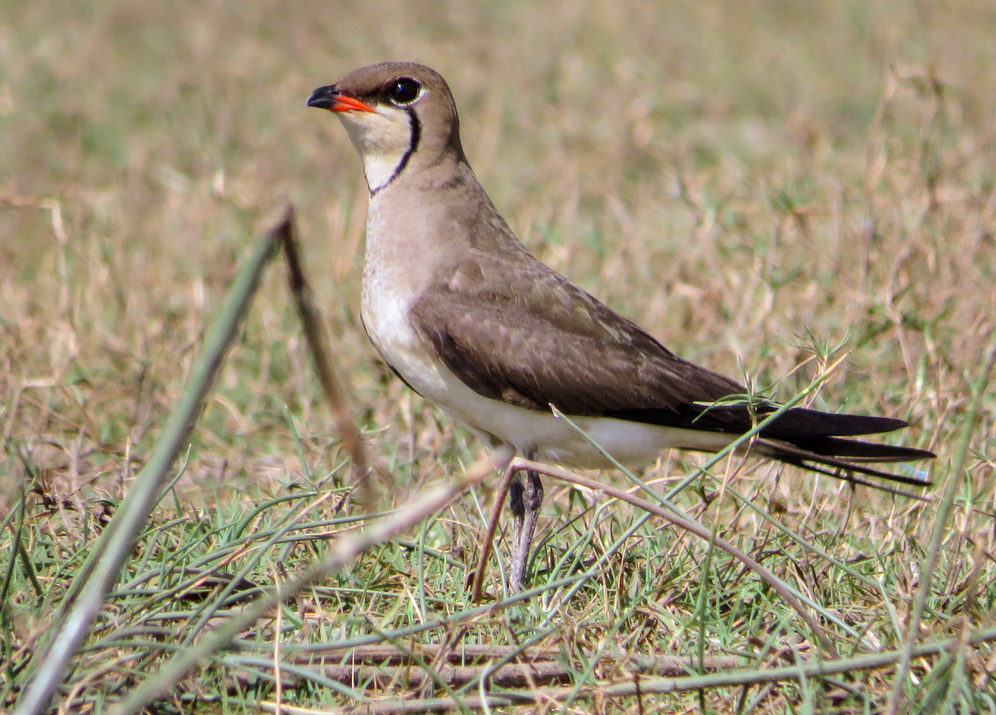 Collared Pratincole
